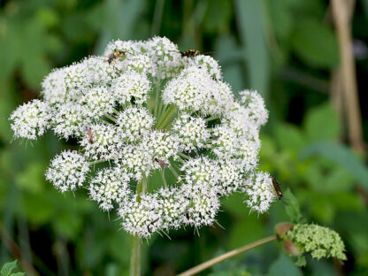 Angelika čínska Angelika čínska alebo Angelica sinensis , známa aj ako dong quai , je voňavá rastlina so zhlukom malých bielych kvetov. Kvet patrí do rovnakej botanickej čeľade ako mrkva a zeler. Ľudia v Číne, Kórei a Japonsku sušia jej koreň na lekárske použitie. Dong quai sa používa ako bylinný liek už viac ako 2000 rokov Angelika čínska je doplnok, ktorý poskytuje výhody pre zdravie krvi a môže mať vplyv na spomalenie rastu rakoviny, osteropózu, menopauzu a PMS