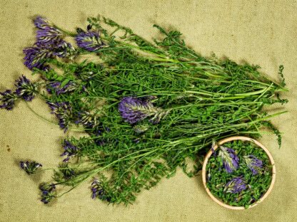 Astragalus