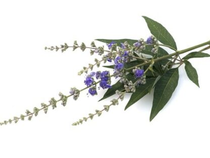 Vitex Jahňací môže zvýšiť plodnosť a znížiť príznaky PMS a menopauzy, keď sa používa ako výživový doplnok. Môže tiež odpudzovať určitý hmyz.