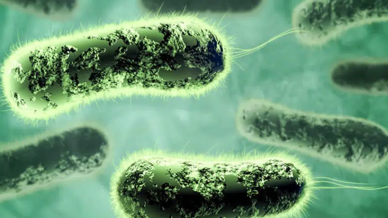 helikobacter pylori