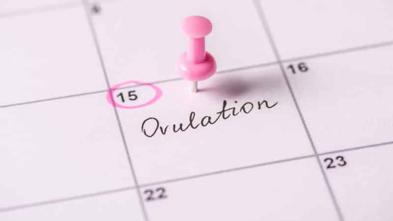 Ovulácia je uvoľnenie vajíčka z vaječníka. Zvyčajne sa to stane približne 12-16 dní pred ďalšou menštruáciou. Niektoré ženy môžu v tomto čase pociťovať bolesť v podbrušku a výtok môže zmeniť farbu a konzistenciu. Jej sledovanie môže byť dôležitou súčasťou údajov o plodnosti. Počas ovulácie časť vaječníka nazývaná ovariálny folikul vypúšťa vajíčko. Vajíčko je tiež známe ako oocyt alebo ženská gaméta.